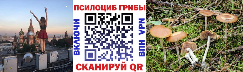 хочу   Тольятти  Псилоцибиновые грибы Magic Shrooms 